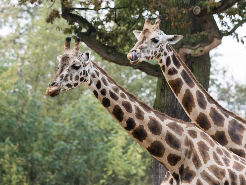 Zwei Giraffen im Zoo Hannover.