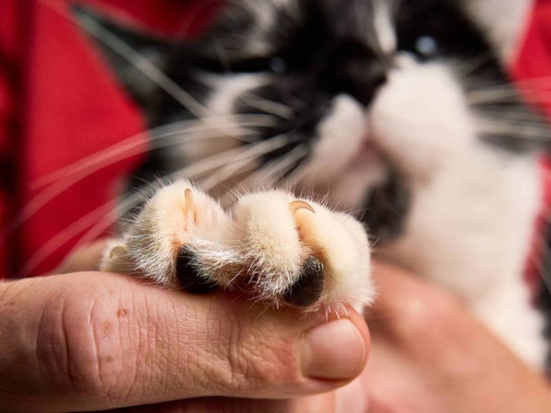 Harz: Herzlose Aktion! Kater wird bei voller Fahrt aus Auto geworfen