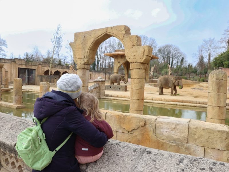 Ein Bild aus dem März 2023: Asiatische Elefanten beziehen ihre neue Anlage im Erlebnis-Zoo Hannover. Mit einer riesigen Badefläche, großem Schattenplatz, Futterverstecken, etc. ist das Reich der Elefanten noch größer geworden.