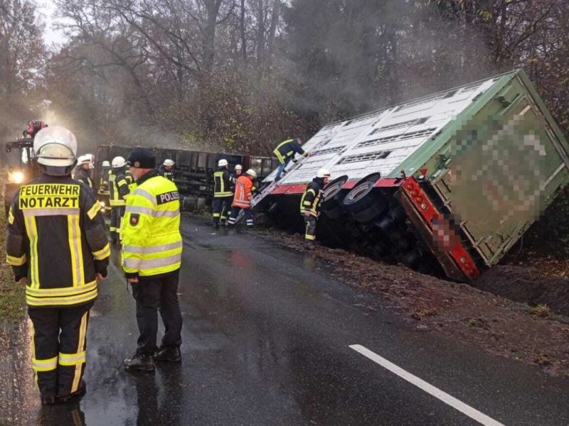 Bei einem schlimmen Unfall bei Gifhorn sind viele Tiere gestorben.