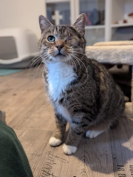 Fridolin sucht ein neues Zuhause.
