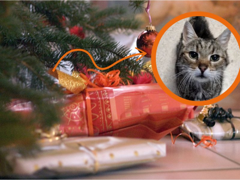 Die kleine Katze Lotti sucht eine neue Familie. Es wird eine Sache auf Zeit im Tierheim Gifhorn.