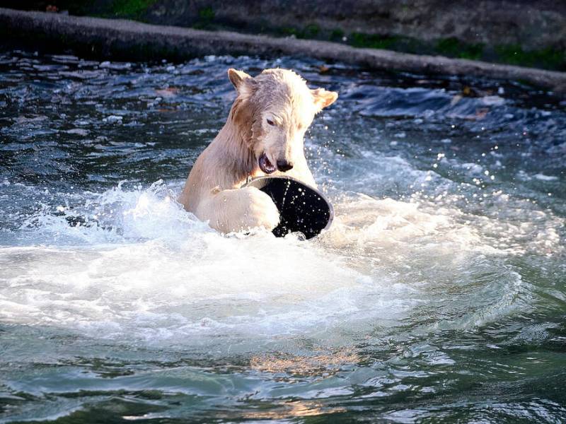 Zoo Hannover