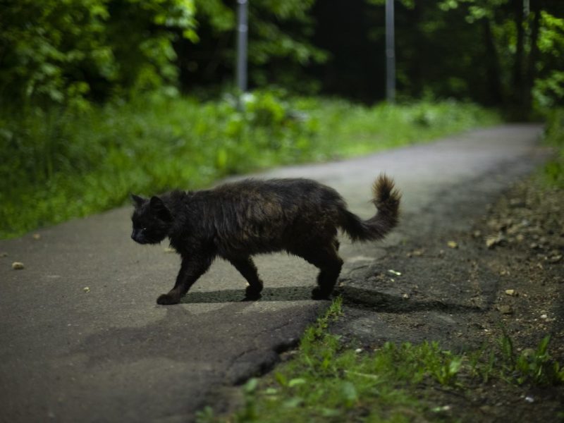 schwarze Katze auf der Straße abends