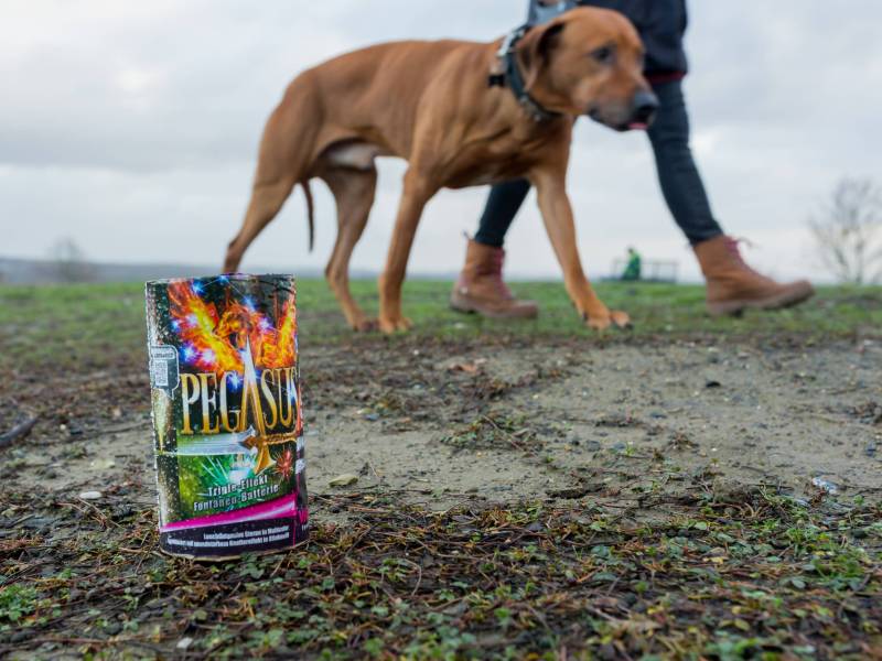 Neujahrsspaziergang mit einem Hund vorbei an überresten der Silvesternacht.