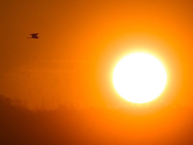 Ein Graureiher fliegt vor der aufgehenden Sonne und Nebelschwaden im Landkreis Hildesheim in Niedersachsen (Symbolbild)