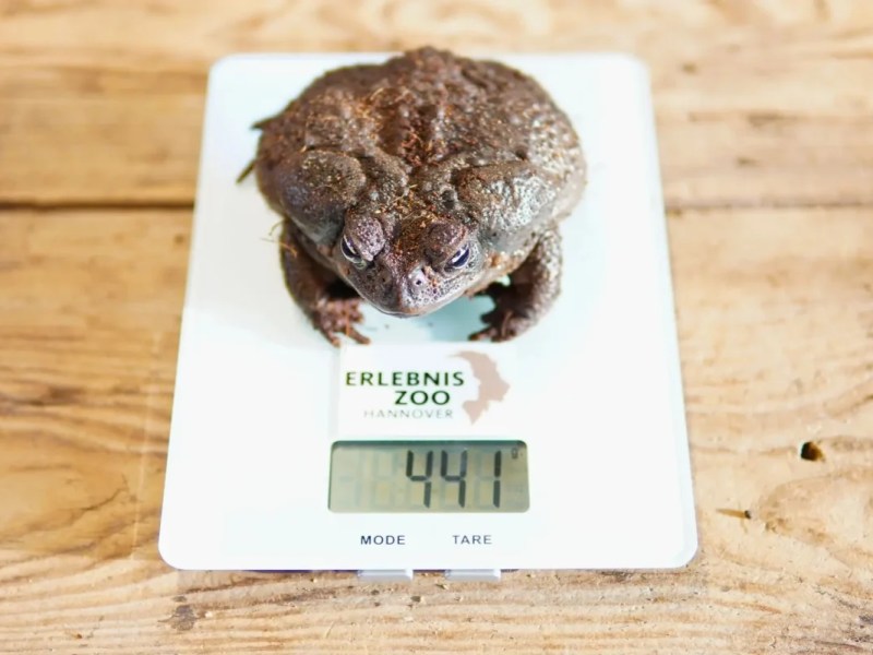 Eine Agakröte wird im Zoo Hannover gewogen