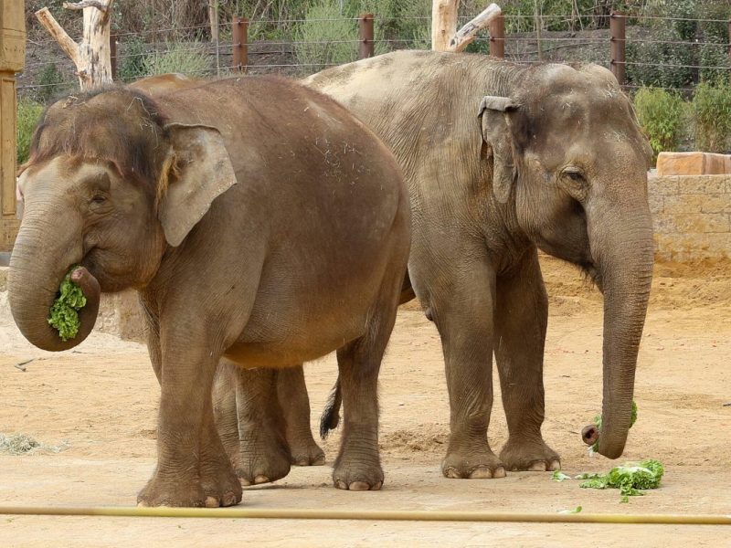Asiatische Elefanten im Erlebnis-Zoo Hannover (Symbolbild)