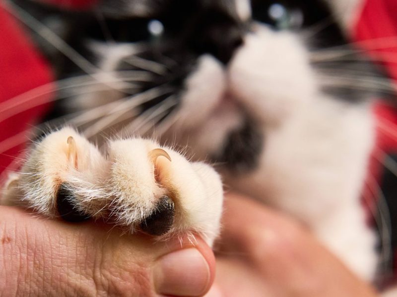 Schwarz, Weiße Katze mit Nahaufnahme von den Krallen (Symbolbild Braunschweig)