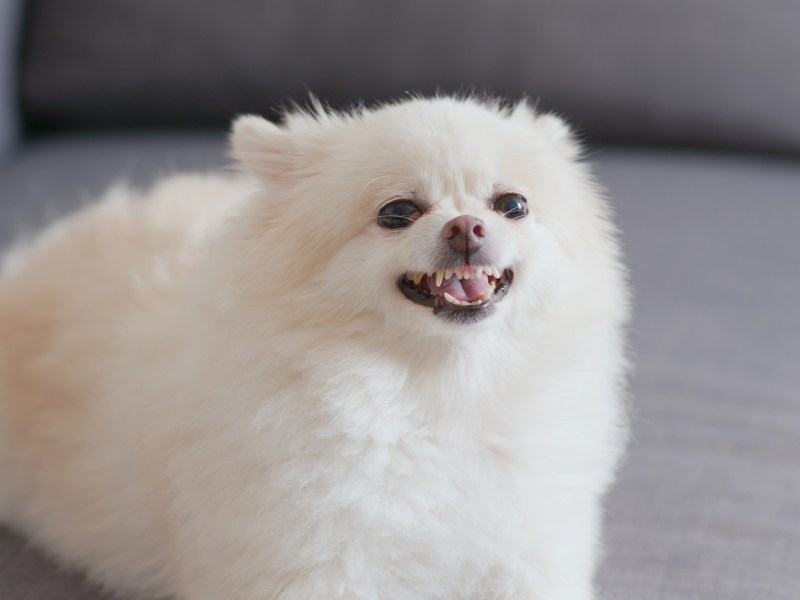 White pomeranian dog barking on sofa
