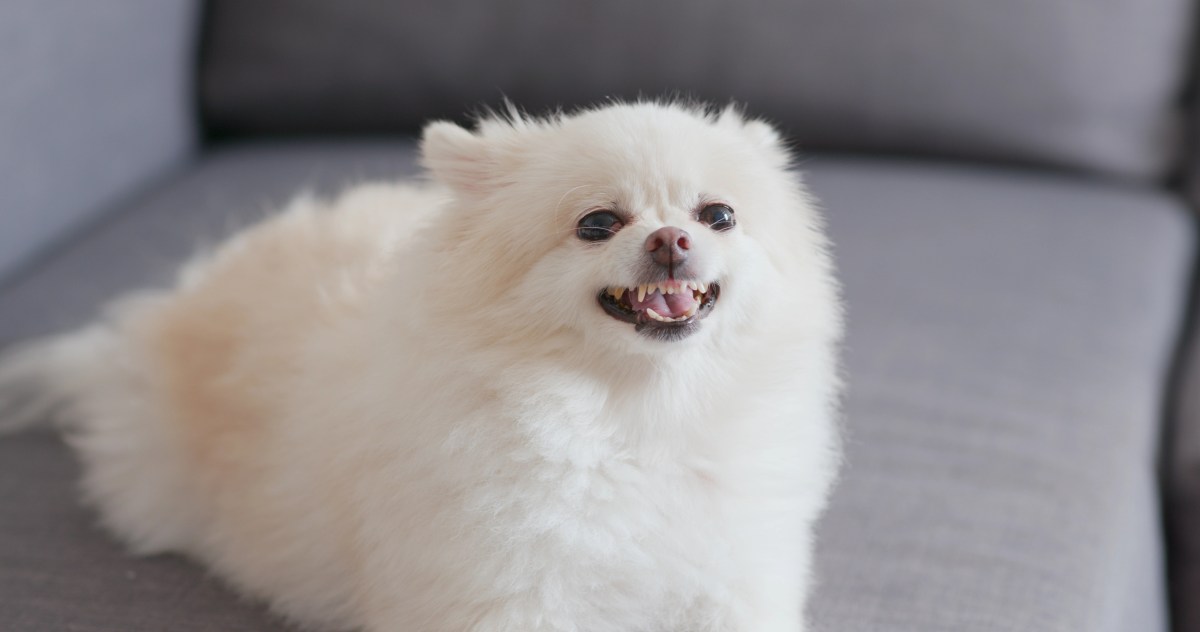 White pomeranian dog barking on sofa