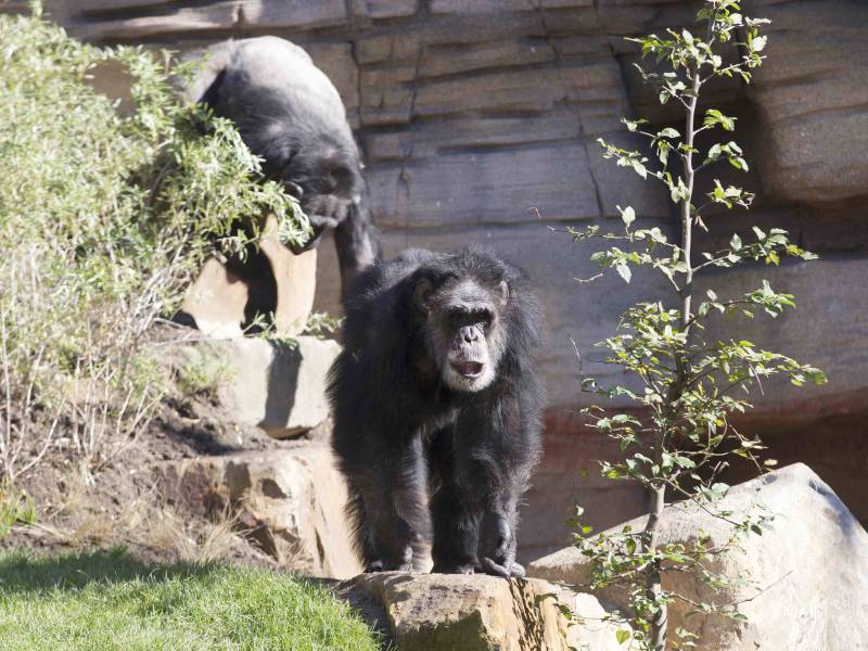 Schimpanse in der neuen Themenwelt im Zoo Hannover