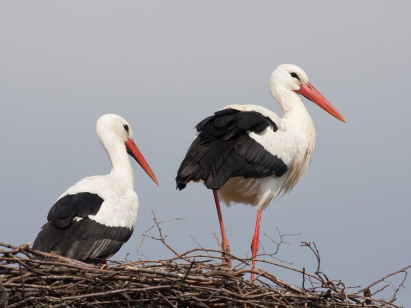 ünktlich zum Valentinstag: Knapp drei Wochen nach seiner Partnerin Mai ist Storch Fridolin auf dem Stammnistplatz des Paares im Nabu-Artenschutzzentrum in Leiferde bei Gifhorn eingetroffen.