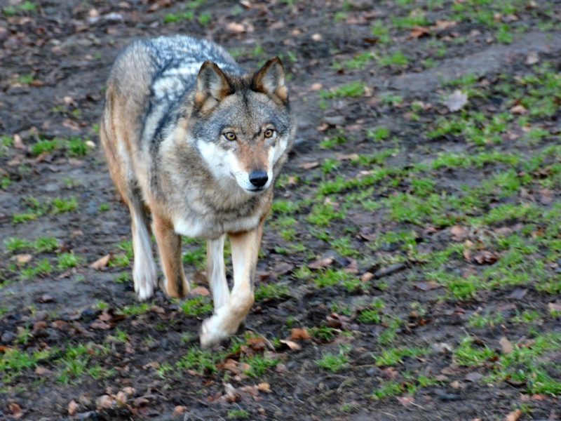 Wolf im Wald