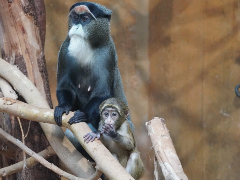 zoo hannover