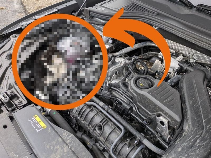 Der etwa sieben Monate alte Kater fuhr von Hamm bis Olsberg im Motorraum mit.