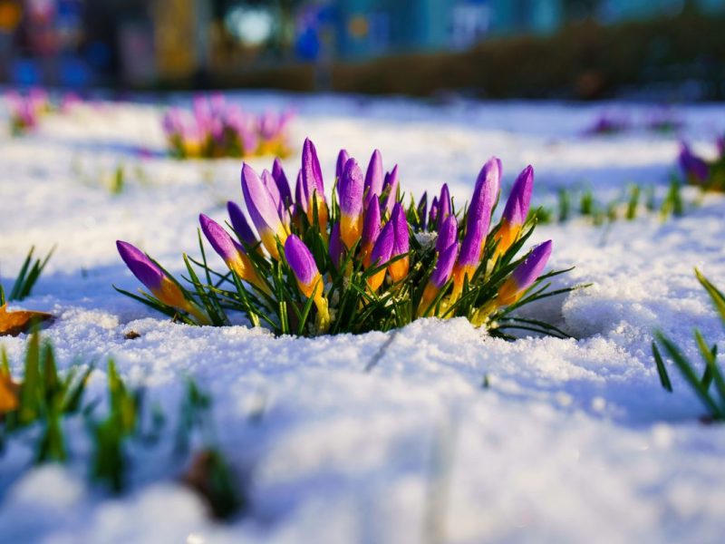 Krokus im Schnee