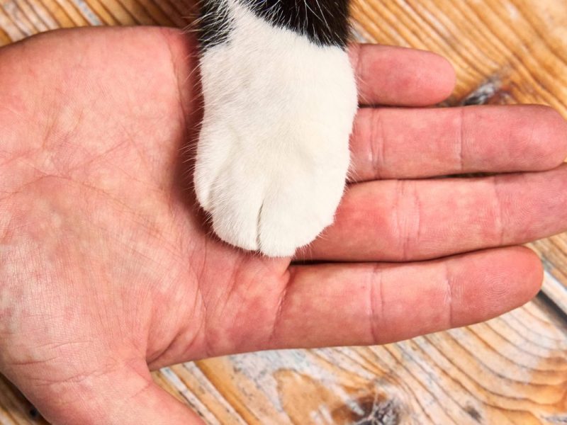 Eine Katzenpfote liegt in einer Menschenhand, Tierheim Wolfenbüttel (Symbolbild)