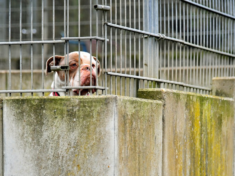 Ein Hund schaut durch den Zaun im Tierheim Witten