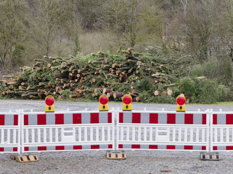 In Wolfsburg müssen viele Bäume gefällt werden. (Symbolbild)