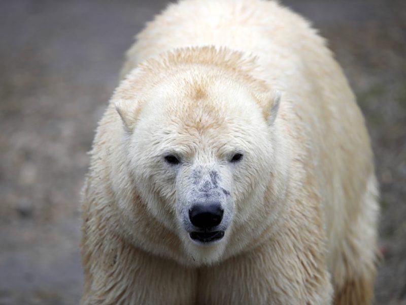 Zoo Hannover