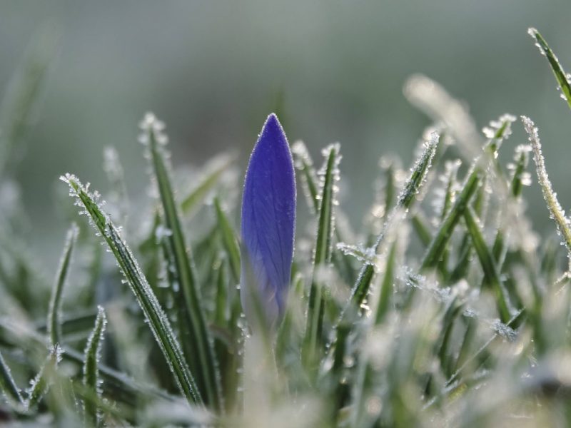 Bodenfrost