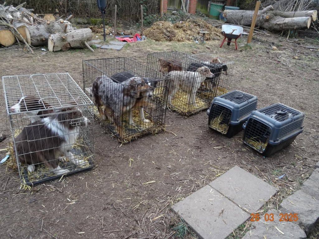 Diese Hunde im Harz wurden ins Tierheim gebracht.