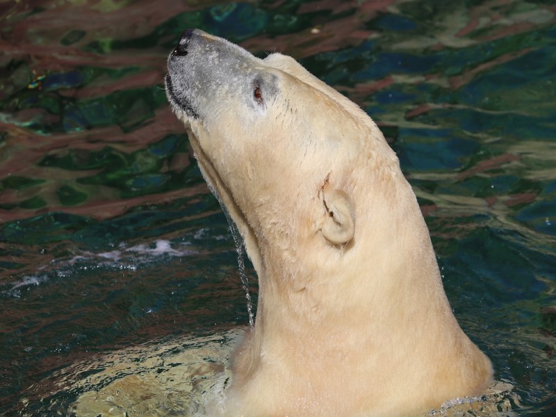 Eisbär im Zoo Hannover