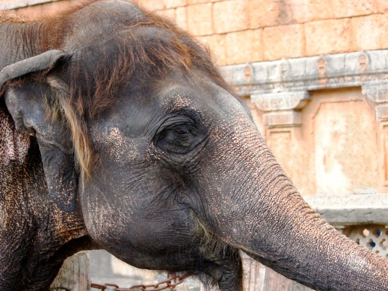 Zoo Hannover
