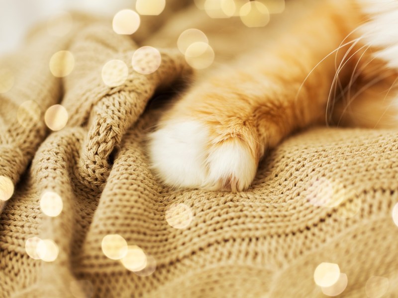 Für zwei Katzen-Opas aus Salzgitter soll es bald ein neues Zuhause geben. (Symbolbild)
