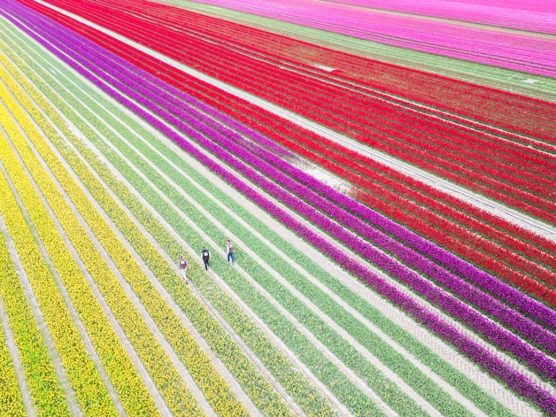 Kreis Gifhorn Tulpenfeld