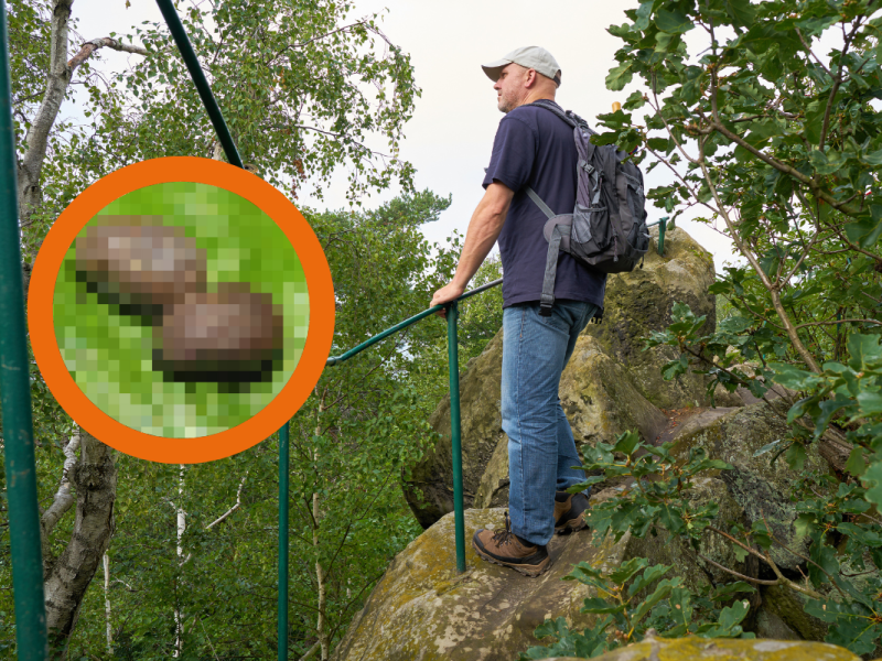 Zeckenalarm im Harz