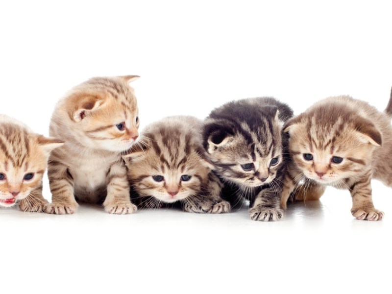 Tierschützer in Gifhorn suchen dringend Pflegestellen für verwaiste Kitten. (Symbolbild)