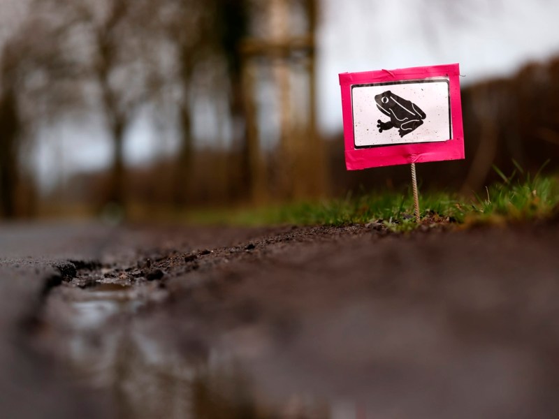 Das Wetter in Niedersachsen lockt die Wechselkröten aus ihren Verstecken. (Symbolbild)