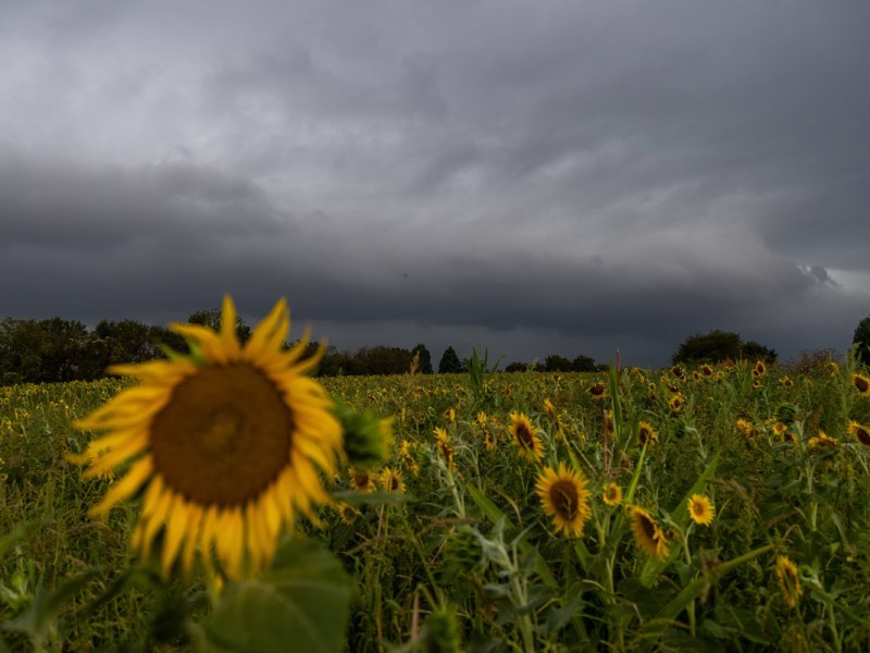 Dunkle Wolken einer aufziehenden Gewitterfront sind am Morgen über einem Feld mit Sonnenblumen zu sehen.