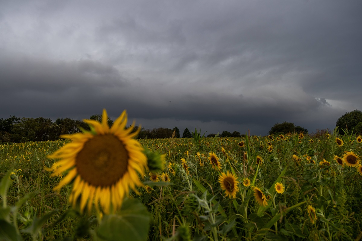 Dunkle Wolken einer aufziehenden Gewitterfront sind am Morgen über einem Feld mit Sonnenblumen zu sehen.