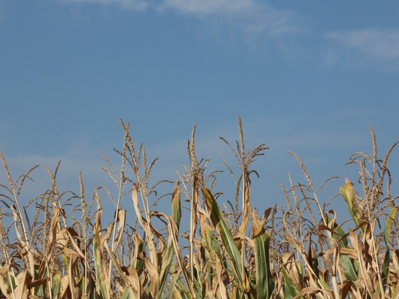 vertrockneter Mais auf einem Feld