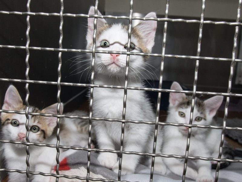 Katzen im Tierheim