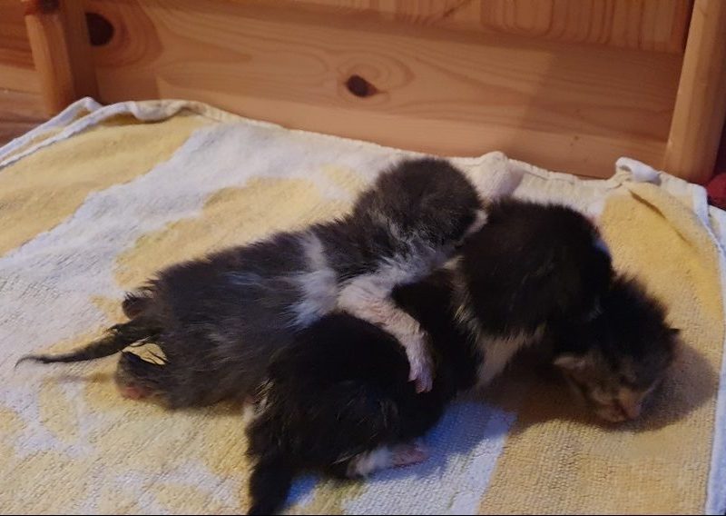 Katzenbabys