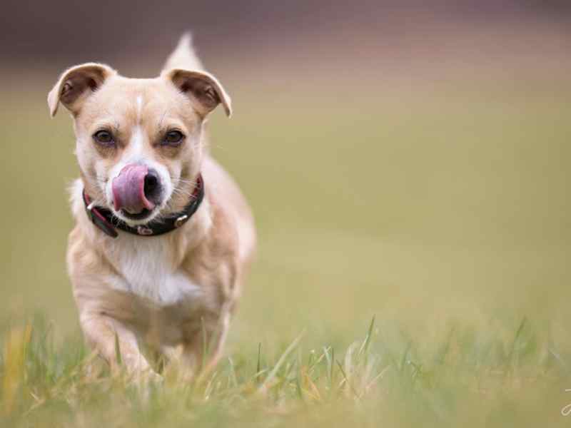 Im Tierheim Salzgitter wartet Hund Tucker auf ein neues Zuhause.