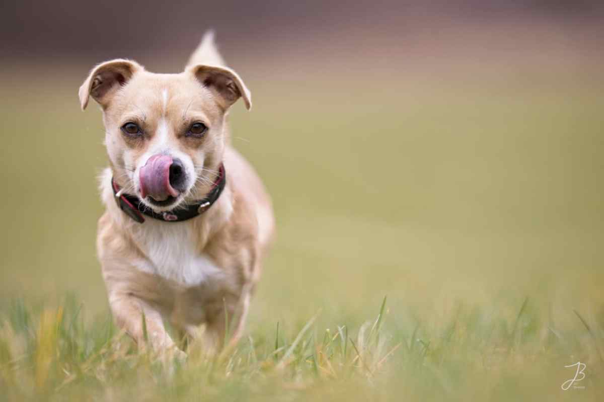 Im Tierheim Salzgitter wartet Hund Tucker auf ein neues Zuhause.