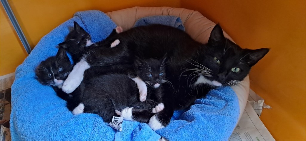 Katzenfamilie mit drei schwarzen Kitten und der Mutter im Tierschutz Gifhorn