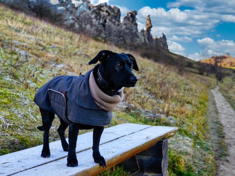 Hund im Harz