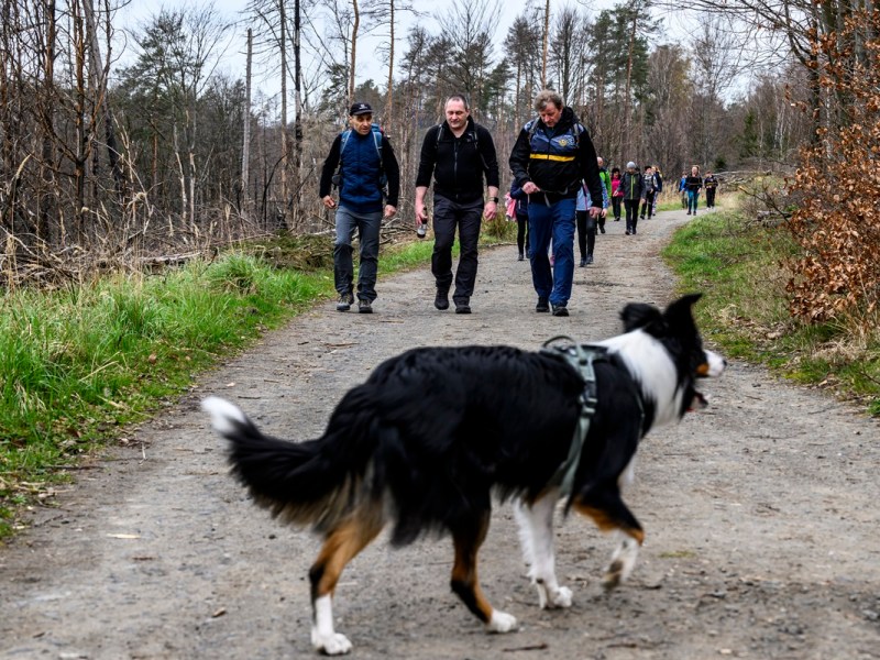 Wanderer im Wald mit einem Hund
