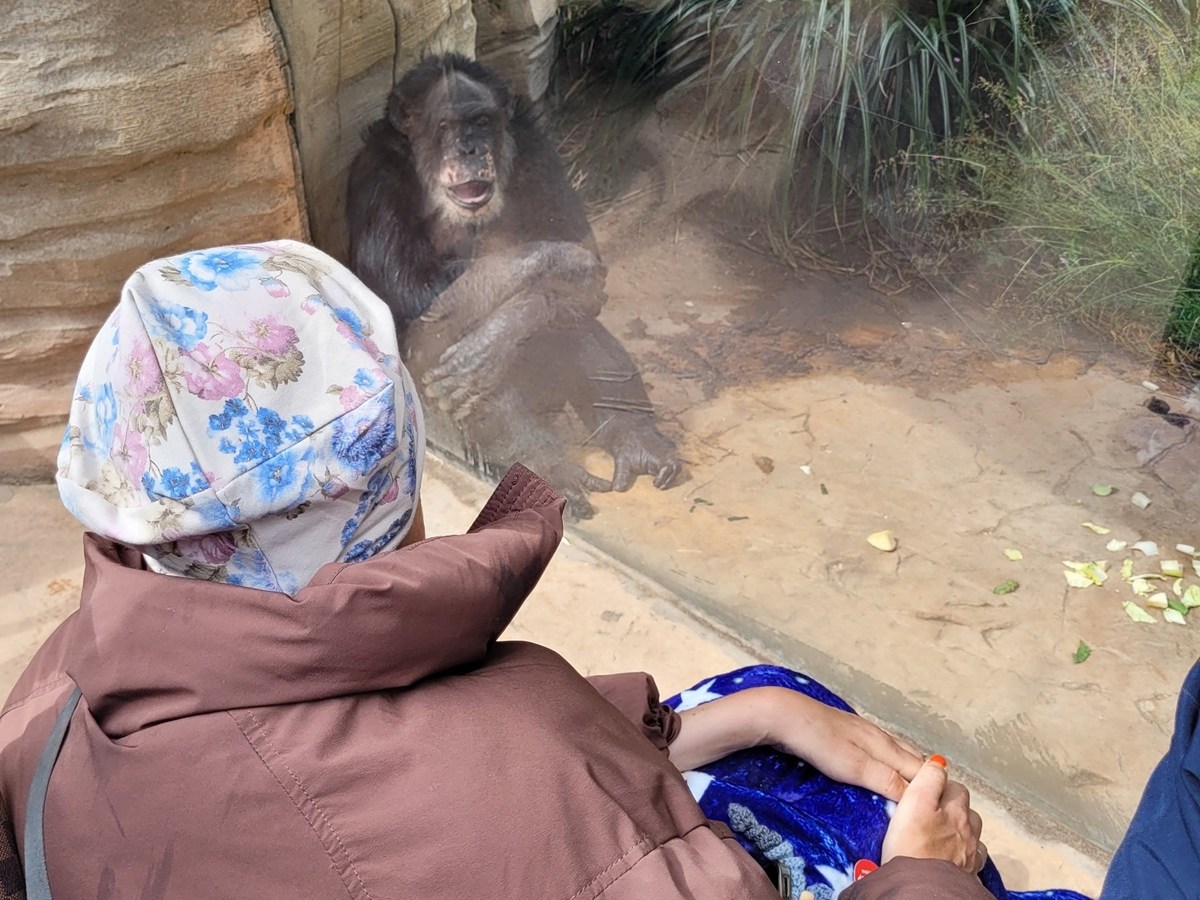 Zoo Hannover: Besonderer Gast taucht auf – ein Affe reagiert sofort
