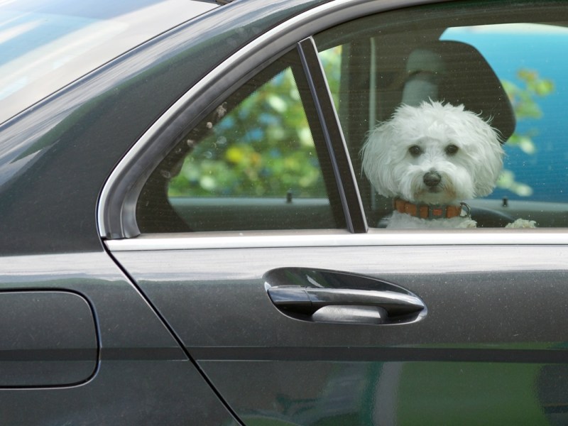 Ein Hund in Peine ist ganz knapp einem schrecklichen Tod entgangen. (Symbolbild)