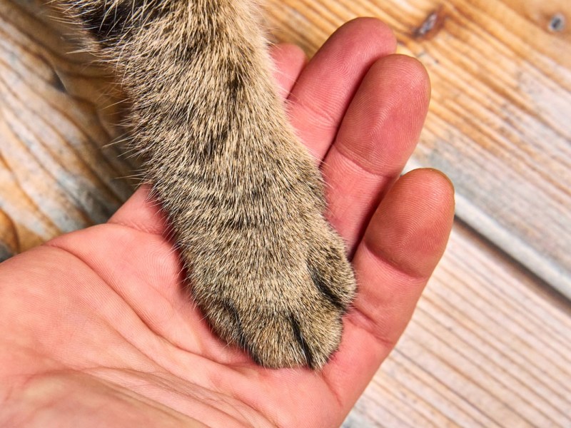 Kater Kasimir aus dem Tierheim Gifhorn sucht ein neues Zuhause. (Symbolbild)